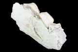 Oreodont Jaw Section With Teeth - South Dakota #82182-1